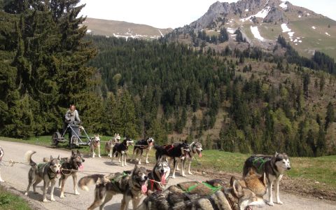 Chiens de traîneau